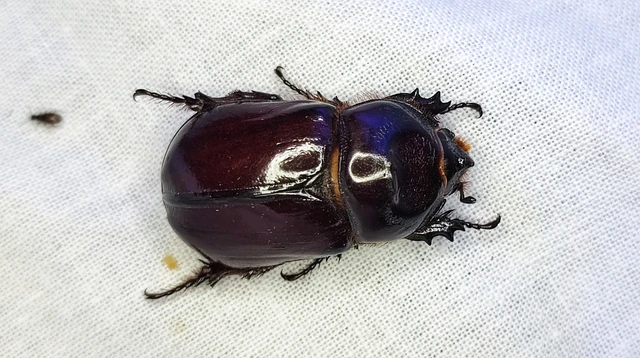 Oryctes nasicornis - orrszarvú bogár
