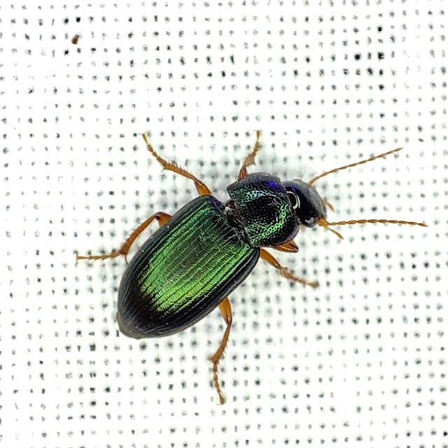 Carabidae - futóbogárfélék