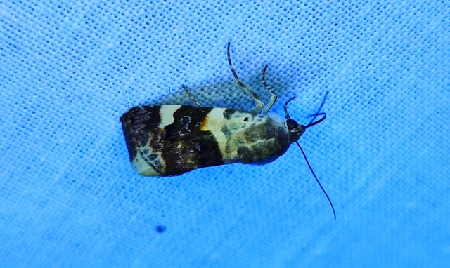 Acontia lucida - fehér nappalibagoly
