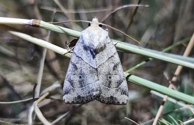 Cosmia trapezina - közönséges lombbagoly