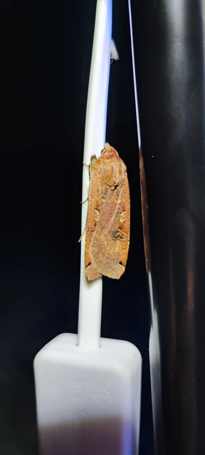 Noctua pronuba - nagy sárgafűbagoly