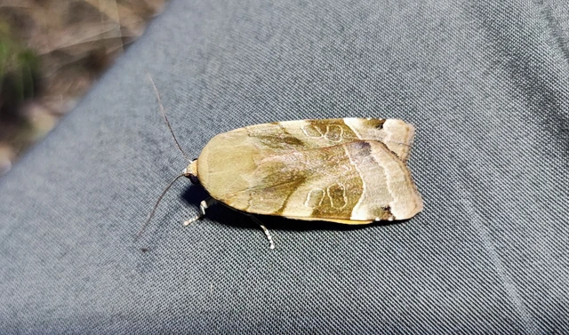 Noctua fimbriata - szélessávú sárgafűbagoly