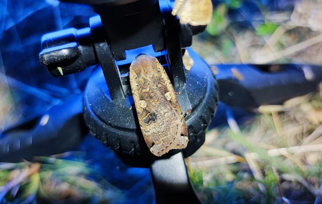Noctua pronuba - nagy sárgafűbagoly