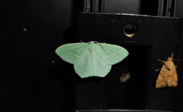 Hemistola chrysoprasaria - kékes zöldaraszoló