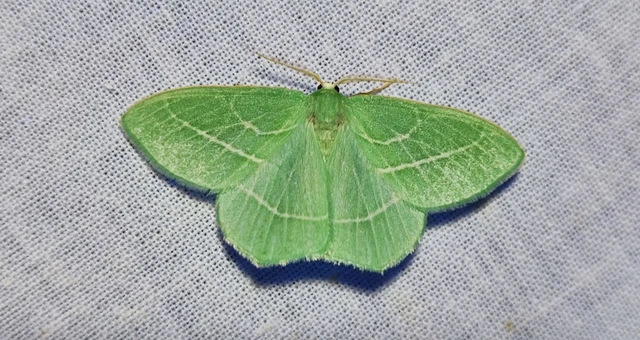 Hemistola chrysoprasaria - kékes zöldaraszoló