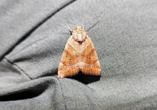 Cosmia trapezina - közönséges lombbagoly