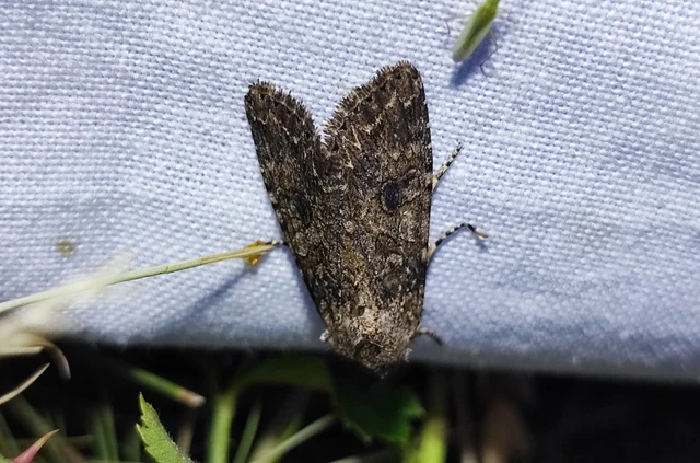Hadula trifolii - lóherebagoly