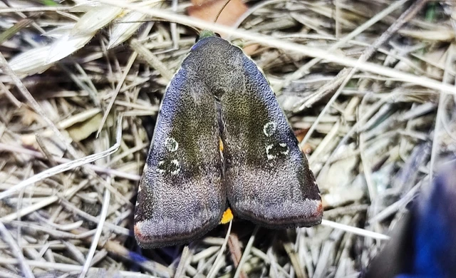 Noctua janthe/janthina
