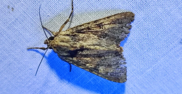 Apamea epomidion - vörösbarna dudvabagoly