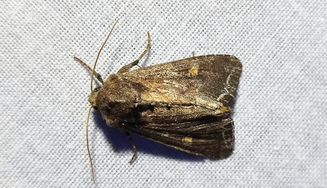Lacanobia oleracea - saláta-kertibagoly