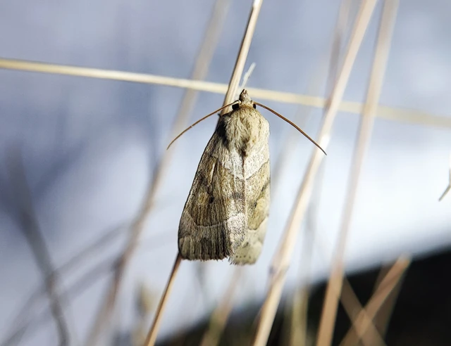 Cosmia trapezina - közönséges lombbagoly