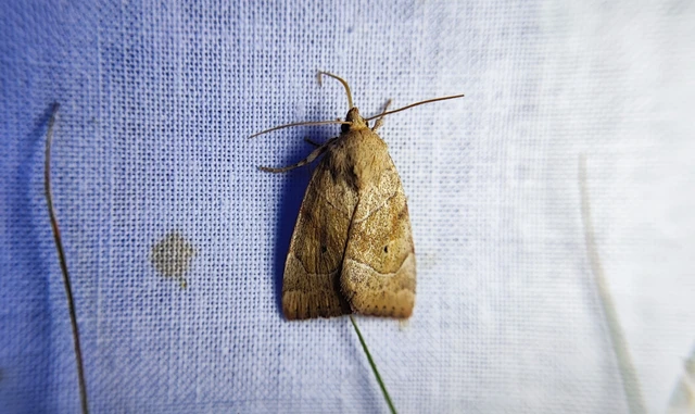 Cosmia trapezina - közönséges lombbagoly