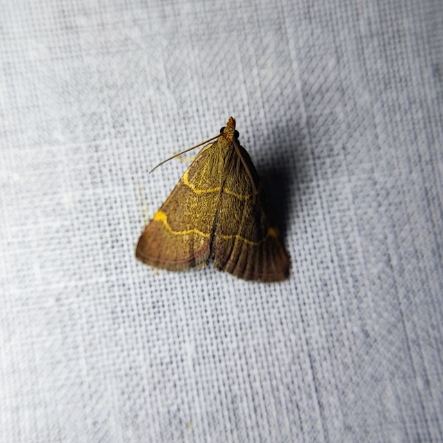 Hypsopygia rubidalis - vörös fényilonca
