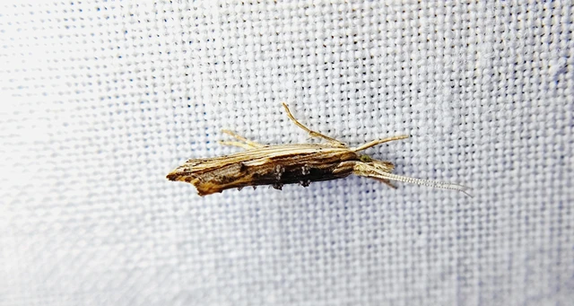 Ypsolopha scabrella - körtelevél-tarkamoly