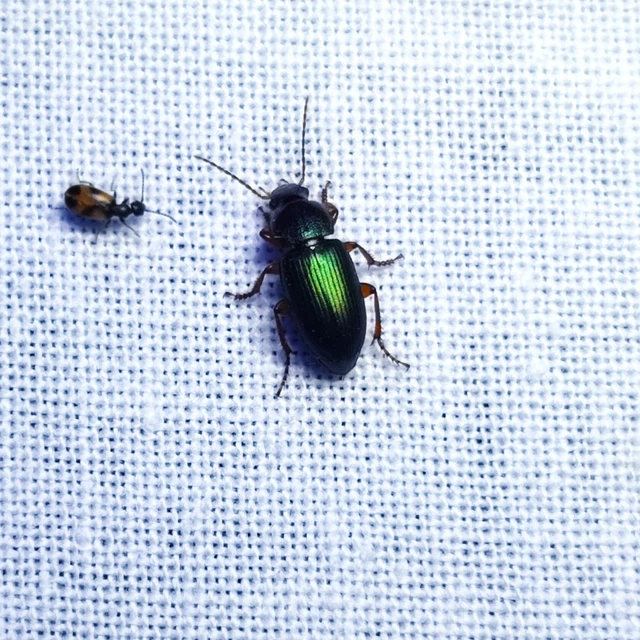 Carabidae - futóbogárfélék