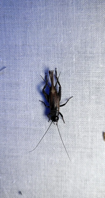 Eumodicogryllus bordigalensis - bordói tücsök