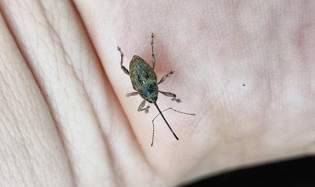 Curculio glandium - tölgymakkzsuzsóka
