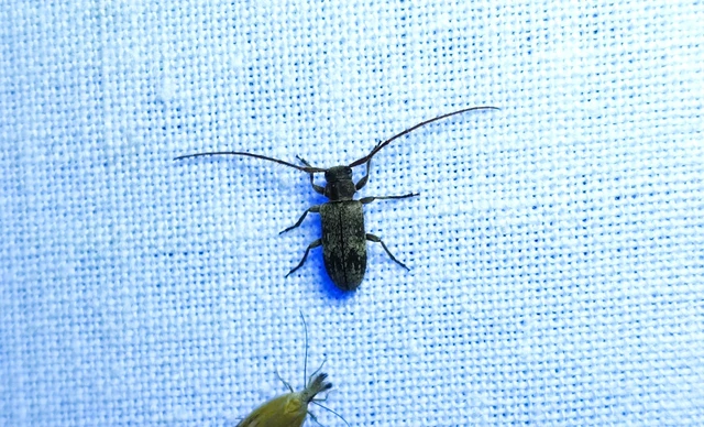 Exocentrus adspersus - tölgyfa-rőzsecincér