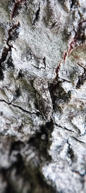 Gelechiidae - sarlósajkú-molylepkefélék
