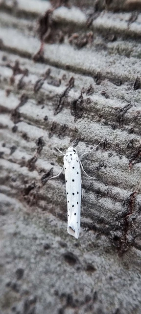 Yponomeuta