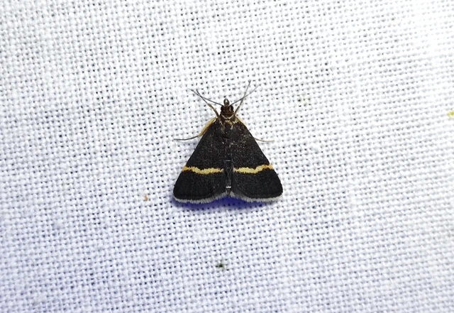 Pyrausta cingulata/rectefascialis