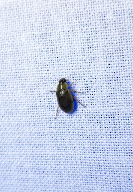 Hydrophilidae - csiborfélék