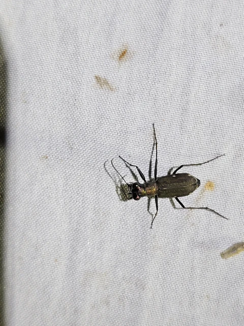 Cylindera germanica - parlagi homokfutrinka