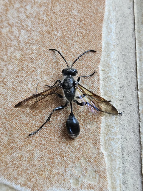 Isodontia mexicana - mexikói fűdarázs