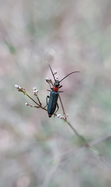 Anogcodes ruficollis - sárganyakú álcincér Anogcodes ruficollis - sárganyakú álcincér