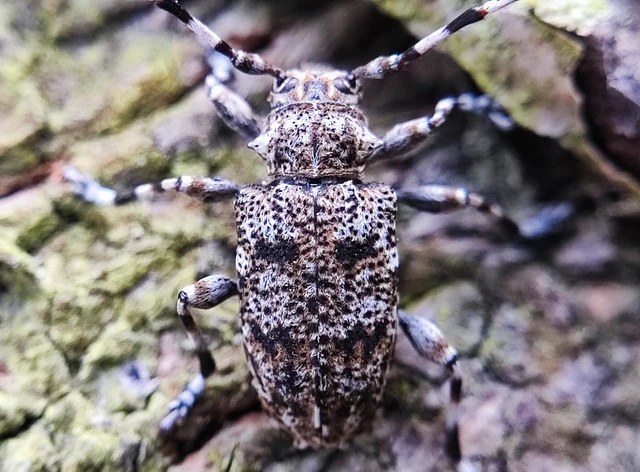 Aegomorphus clavipes - tarka cincér Aegomorphus clavipes - tarka cincér