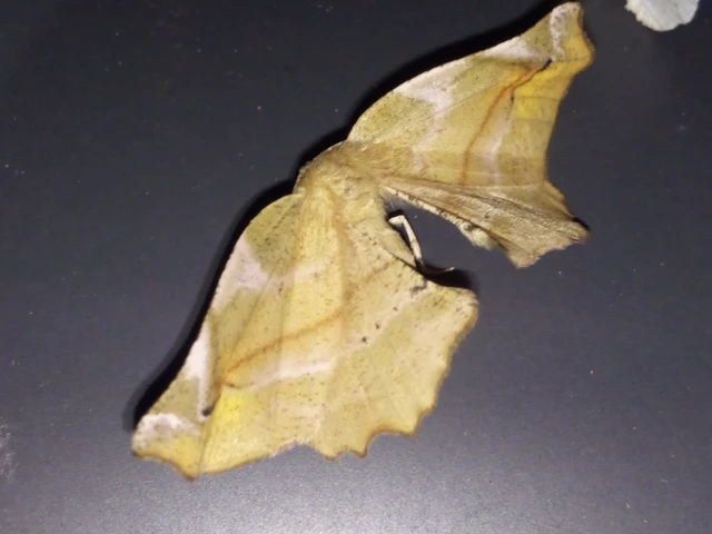 Apeira syringaria - orgona-araszoló