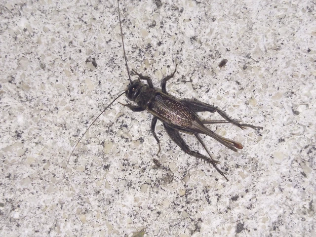 Eumodicogryllus bordigalensis - bordói tücsök Eumodicogryllus bordigalensis - bordói tücsök