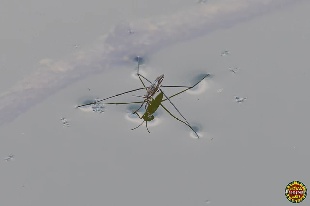 Gerridae - molnárpoloskák