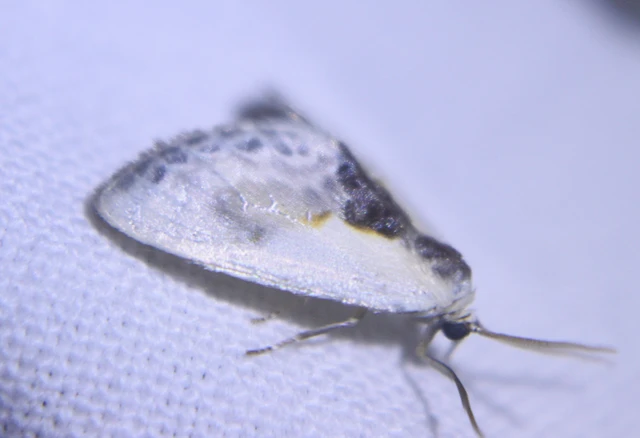 Cilix glaucata - törpe sarlósszövő