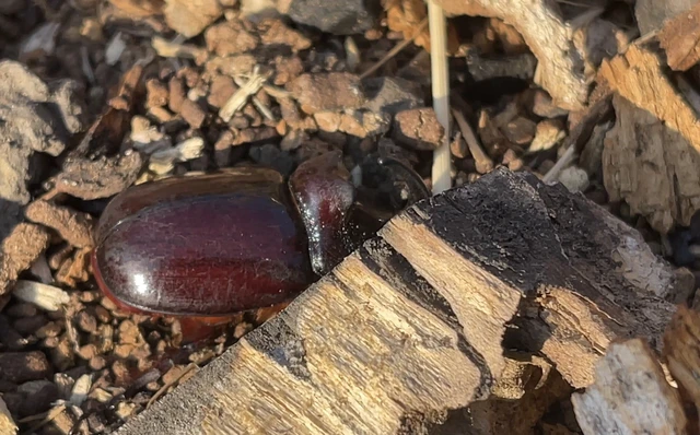 Oryctes nasicornis - orrszarvú bogár