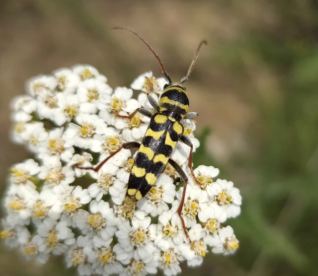 Echinocerus floralis - lucerna-darázscincér