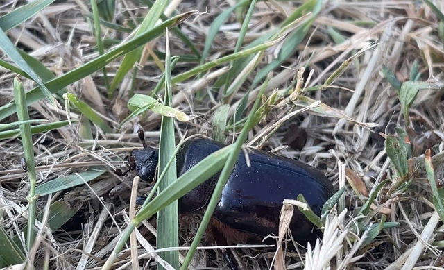 Oryctes nasicornis - orrszarvú bogár