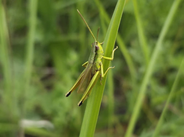 Chrysochraon dispar - aranyos sáska
