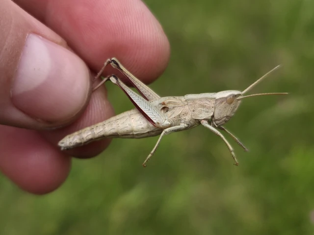 Chrysochraon dispar - aranyos sáska