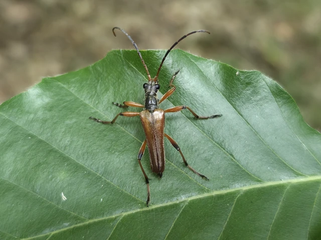 Stenocorus meridianus - fűz-gyökércincér