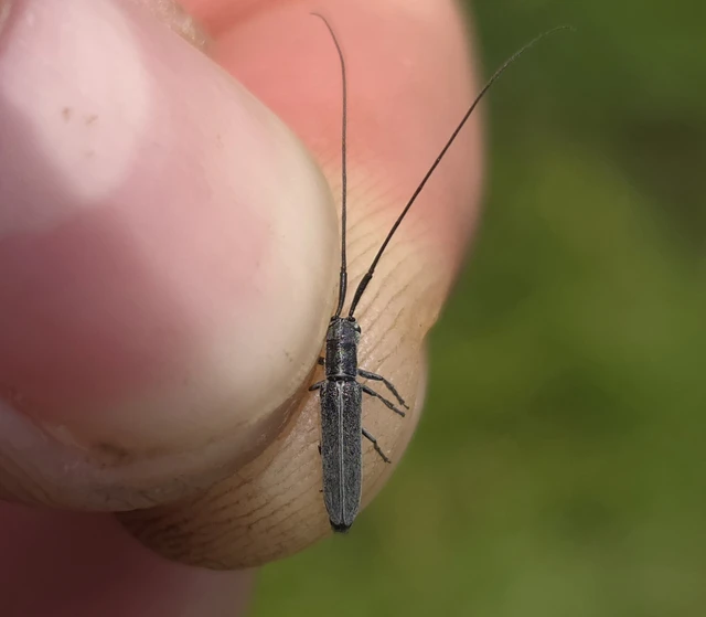 Calamobius filum - hosszúcsápú szalmacincér