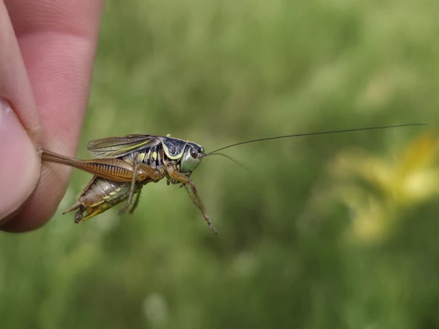 Roeseliana roeselii - Rösel-rétiszöcske