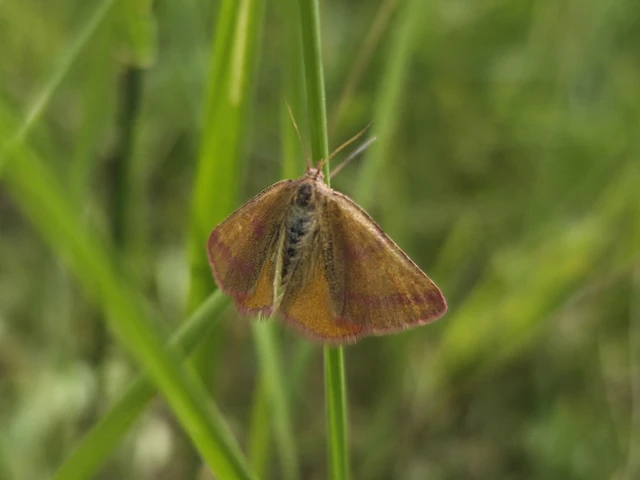 Lythria purpuraria - bíborsávos araszoló