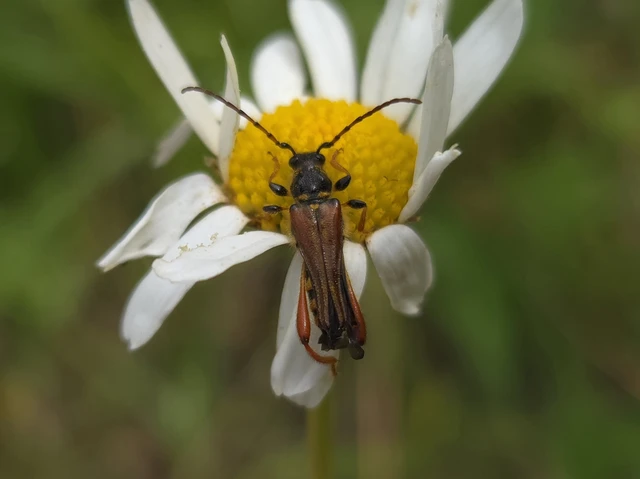 Stenopterus rufus - tarkacsápú keskenyfedőscincér
