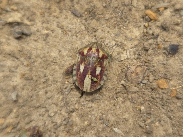 Eurygaster Eurygaster