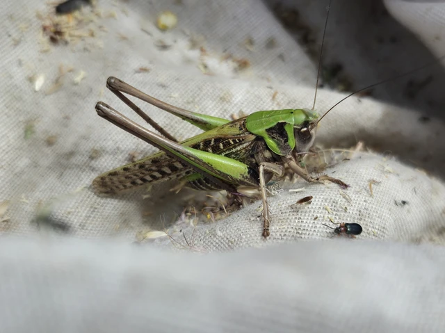 Decticus verrucivorus - szemölcsevő szöcske Decticus verrucivorus - szemölcsevő szöcske