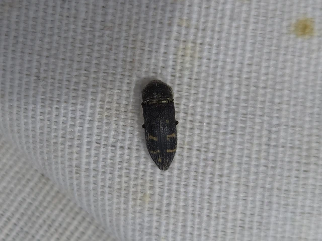 Acmaeoderella