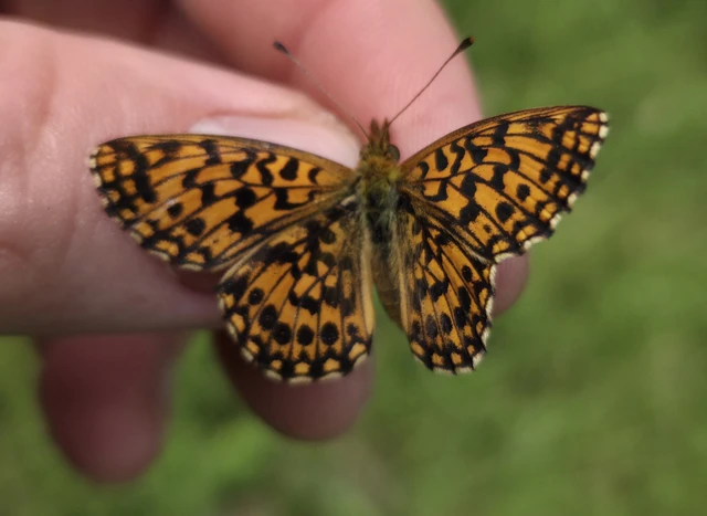 Boloria dia - kis gyöngyházlepke