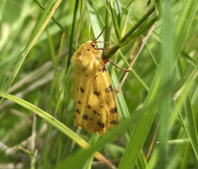 Rhyparia purpurata - bíborszínű medvelepke