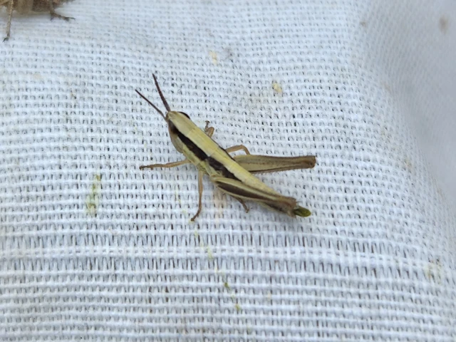 Euchorthippus